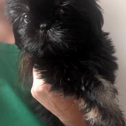Dobie Boy 1 - Black and tan male Shih Tzu puppy in Surry, Maine from McKayla Hairston