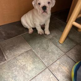 Dottie - White female Bulldog puppy in Cumming, Georgia from Happy Place Kennels
