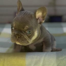 Ezra - Tricolors male French Bulldog puppy in Spokane, Washington from Lilac City Frenchies