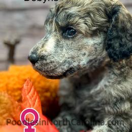 Dobyns - Sable female Poodle puppy in Greenville, North Carolina from Grace Poodles