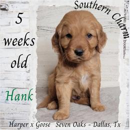 Hank (Green Collar) - Dark golden male Golden Retriever puppy in Scurry, Texas from 07 Seven Oaks Goldens and Doodles