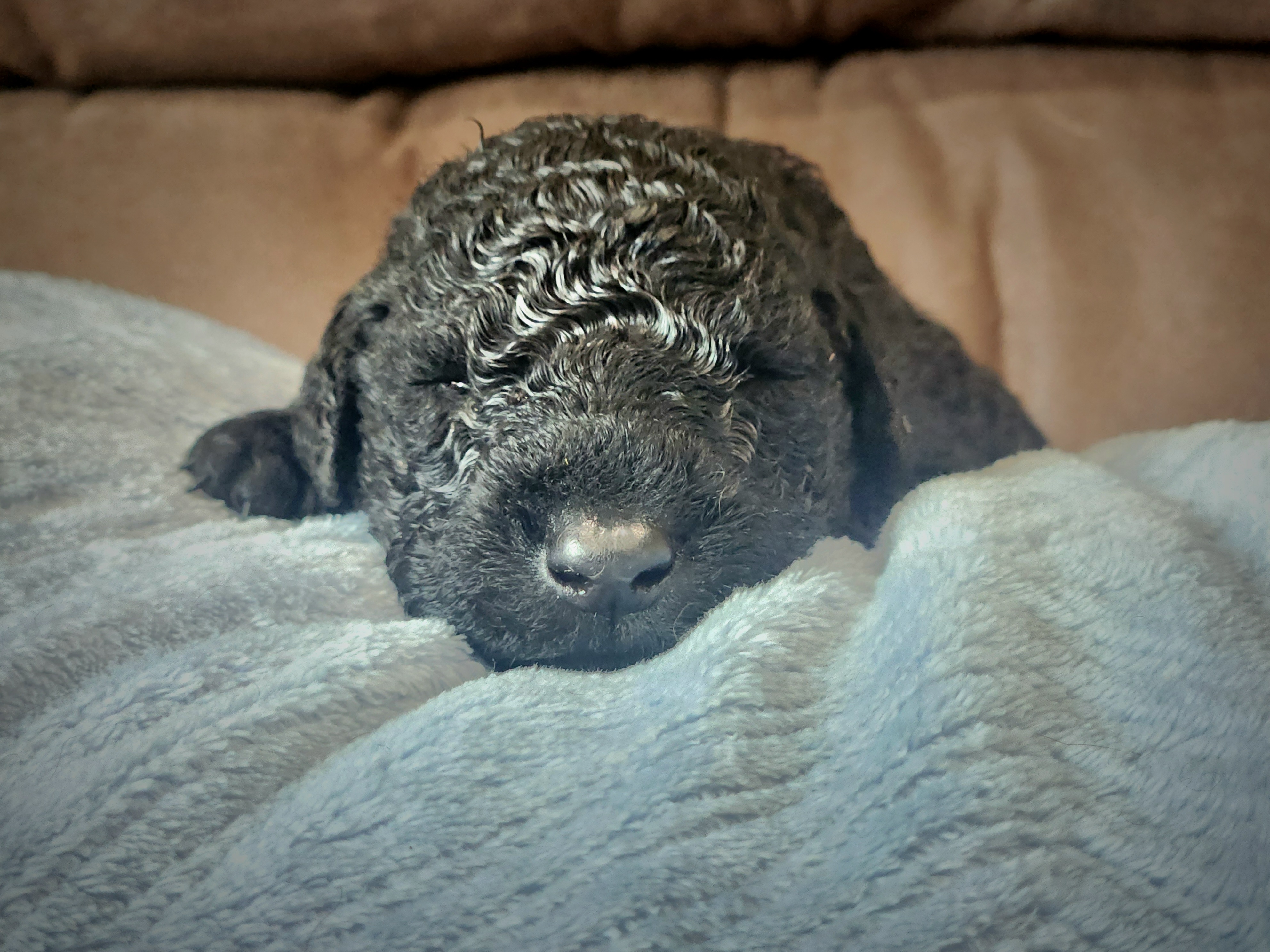 Curly-Coated Retriever Puppies from Stoic Gun Dogs