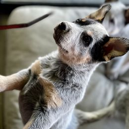 Australian Cattle Dog Puppies from Tin Roof Australian Cattle Dogs