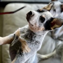 Australian Cattle Dog Puppies from Tin Roof Australian Cattle Dogs