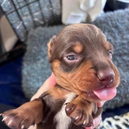 Doc - Chocolate and tan male Dachshund puppy in Chelsea, Oklahoma from Renee's Dachshund's