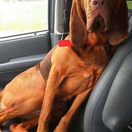 Bloodhound All Grown Up from Castaways Hooves & Hounds