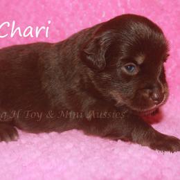 Chari - Red tri female Miniature Australian Shepherd puppy in Godley, Texas from Flying H Toy and Mini Aussies