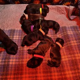 White Collar - Chocolate male Labrador Retriever puppy in Malabar, Florida from Mythic Labradors, LLC