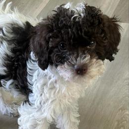 Arnie - Brown male Poodle puppy in Mineral Wells, Texas from S.H.A.R.P.’s Toy Poodles