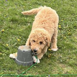 Goldendoodle Puppies from Hannah Mae Doodles
