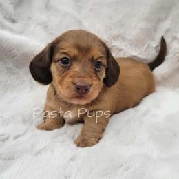 AKC Kielbasa - Red male Dachshund puppy in Texarkana, Arkansas from Pasta Pups Miniature Dachshunds