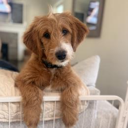 Ginger - Apricot female Goldendoodle puppy in Ball Ground, Georgia from Skye Blue Goldendoodles