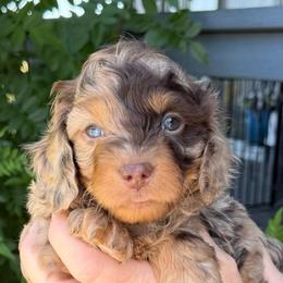 Bailey - Merle female Cavapoo puppy in Tucson, Arizona from Adored Poodle & Doodles