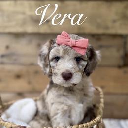 Goldendoodle and Poodle Puppies from Peachy Puppies