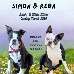 Boston Terrier puppies from Bogan's Boston's