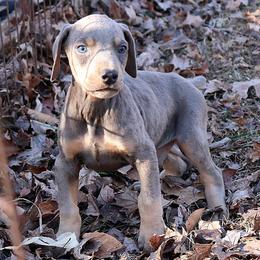 Blue Rust Male 290 - Blue and rust male Doberman Pinscher puppy in Harmony, North Carolina from Havenhaus Dobermans