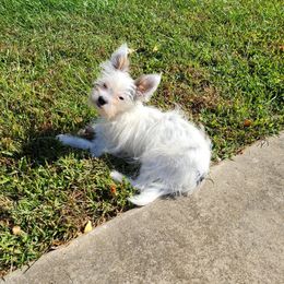 Yorkshire Terrier Puppies from Glitter And Glitz Yorkies