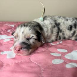 Australian Shepherd Puppies from Good Karma Aussies