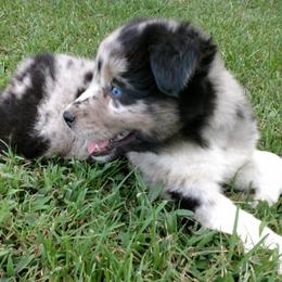 Australian Shepherd Puppies from Covenant View Farm Australian Shepherds