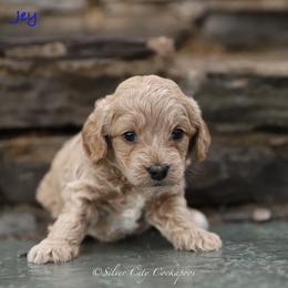 Jey - Buff male Cockapoo puppy in Canastota, New York from Silver City Cockapoos