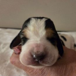 Selena - Black brown and white female Basset Hound puppy in Denison, Texas from Emma Lou's Baby Bassets