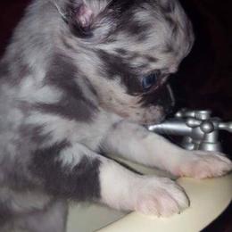 Chihuahua Puppies from Western Kentucky Chihuhua