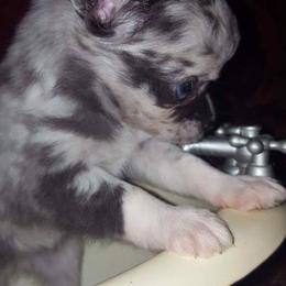 Chihuahua Puppies from Western Kentucky Chihuhua