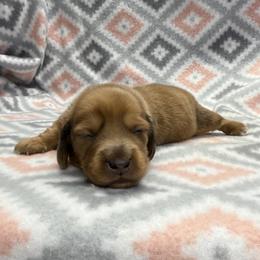 Boy 1 - Red male Dachshund puppy in Hoover, Alabama from Tide Town Doxies