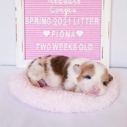 American Corgi and Pembroke Welsh Corgi Puppies from Whimsical Treasure Corgis