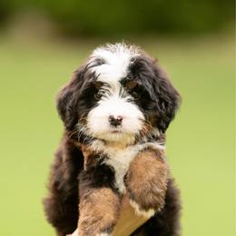 Purple - Tri-color female Bernedoodle puppy in Alpharetta, Georgia from Doodles of Buckhead