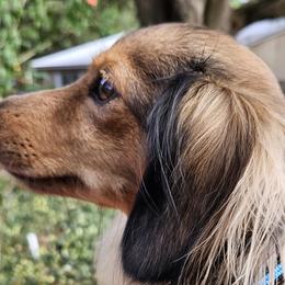 Dachshunds and Spinoni Italiani from Asperida Spinoni
