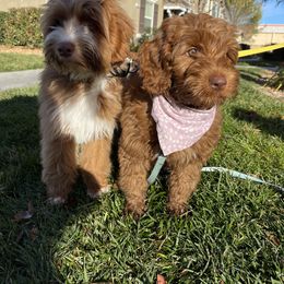 Australian Labradoodle and Labradoodle Puppies from Doodles_Ko
