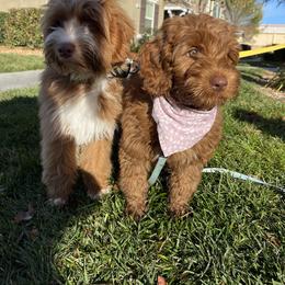 Australian Labradoodle and Labradoodle Puppies from Doodles_Ko