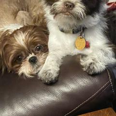 Shorkie Puppies from Strong Puppies