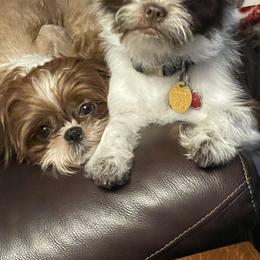 Shorkie Puppies from Strong Puppies