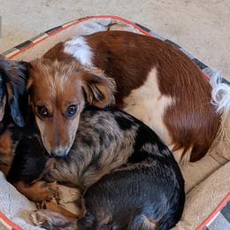 Murphy - Dachshund