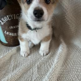 Pembroke Welsh Corgi Puppies from C & C Colorado Corgis