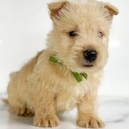 Benson - Wheaten male Scottish Terrier puppy in Mount Joy, Pennsylvania from K&M Kennel