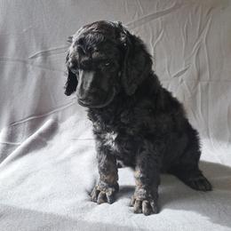 Poodle Puppies from Nothing better than Standard poodles