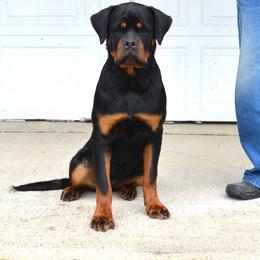 ZIBA - Black and mahogany female Rottweiler puppy in Dawson Springs, Kentucky from Lakeview Rottweilers