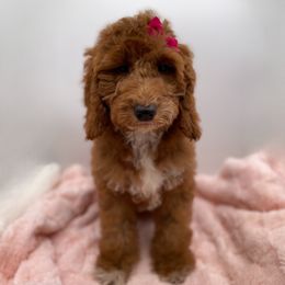 Joy - Red  female Goldendoodle puppy in Kansas City, Kansas from Bella & Ivy’s Mini Goldendoodles of KC