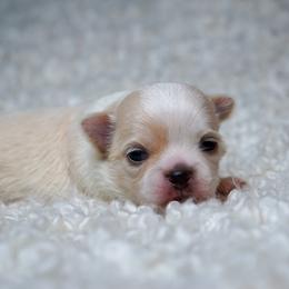 Polar Bear long hair - Gold and white male Chihuahua puppy in Portland, Oregon from PNW Toy Breeds