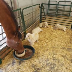 Maremma Sheepdog Puppies from Unfinished Acres