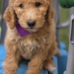 Lilly - Apricot female Goldendoodle puppy in Jourdanton, Texas from More Doodles to Love (Formerly Bridges to Love)