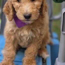 Lilly - Apricot female Goldendoodle puppy in Jourdanton, Texas from More Doodles to Love (Formerly Bridges to Love)