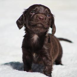 Dachshund Puppies from Tygart Creek Dachshunds