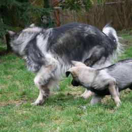 Shiloh Shepherd Puppies from Solace Shilohs