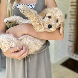 Goldendoodle Puppies from Magnolia Doodles of Southern Miss