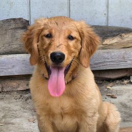 Golden Retriever Puppies from Koloa Hunting Goldens