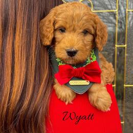 Wyatt - Red  male Goldendoodle puppy in State Road, North Carolina from Must Love Doodles